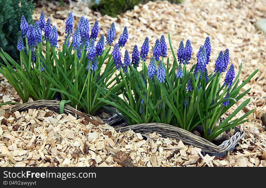 Muscari armeniacum - Grape Hyacinth in early springtime blosoom in pink colors with mossy carpet. Muscari armeniacum - Grape Hyacinth in early springtime blosoom in pink colors with mossy carpet