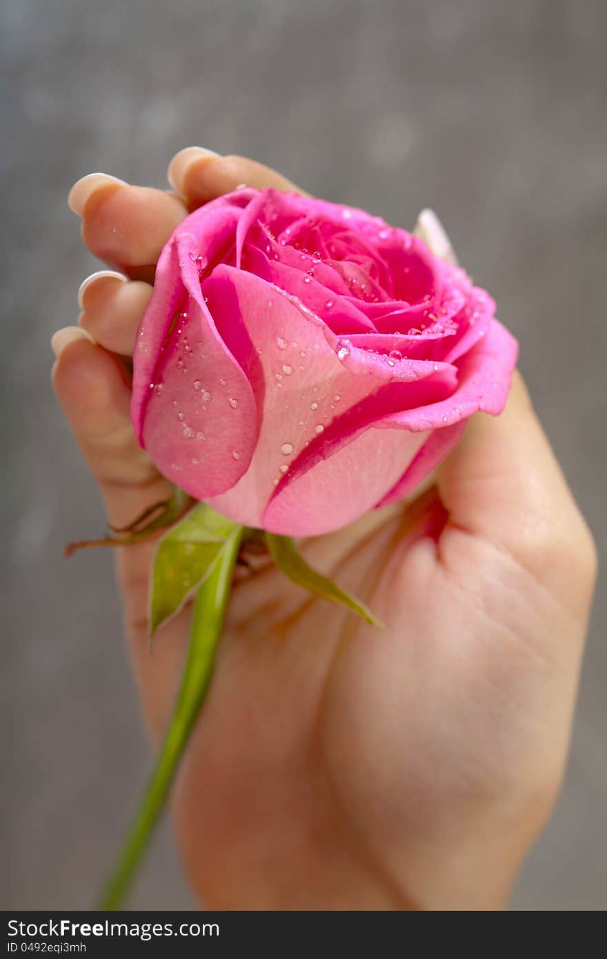 Giving aholding red beautiful rose. Conceptual. rose. Woman's hand. Giving aholding red beautiful rose. Conceptual. rose. Woman's hand