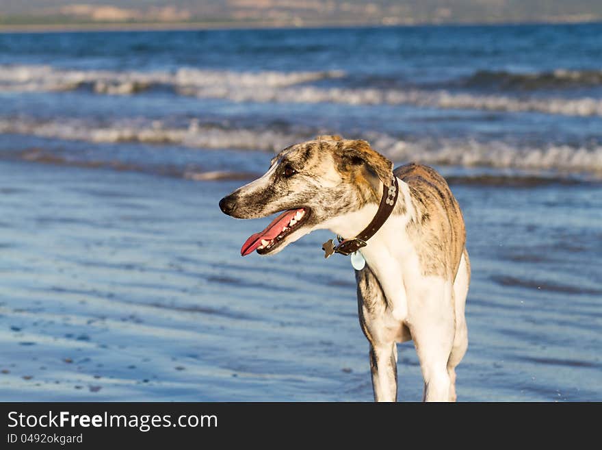 Whippet On Beach