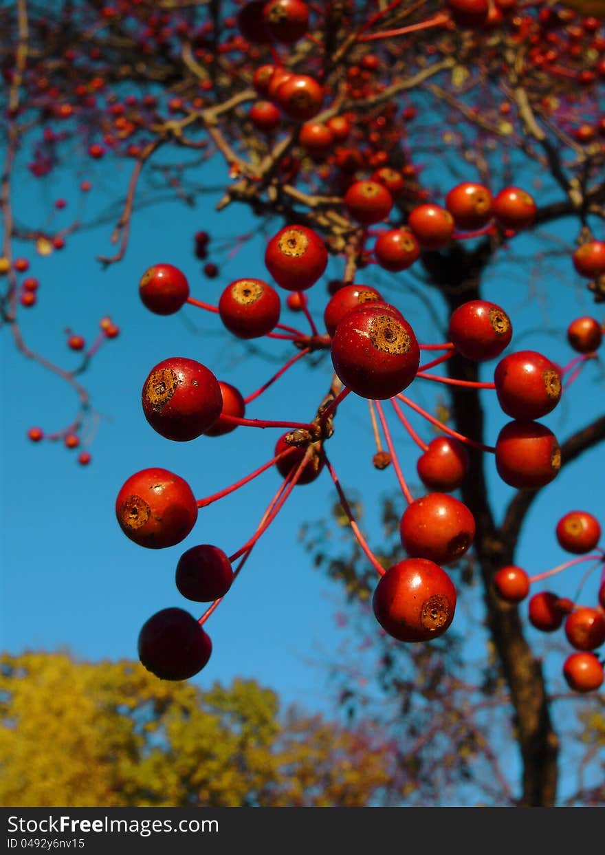 Autumn berries