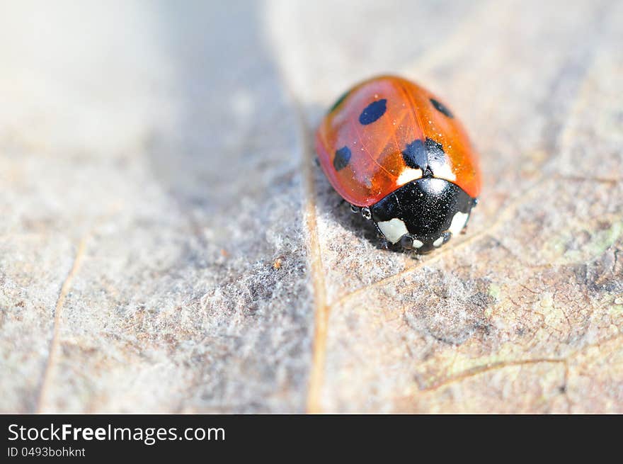 A beautiful Ladybird on Withered leaf