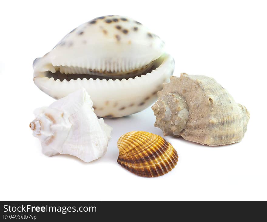 The  seashells