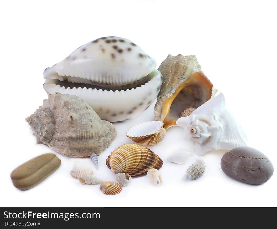 The  seashells on a white background