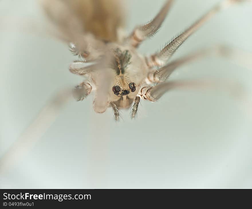 Macro Photo of a paunch of a small spider, soft focus. Macro Photo of a paunch of a small spider, soft focus