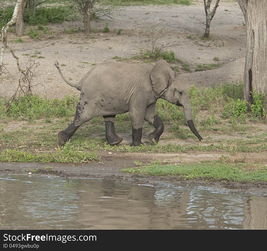 A  baby elephant  leaves a waterhole after drinking. A  baby elephant  leaves a waterhole after drinking.