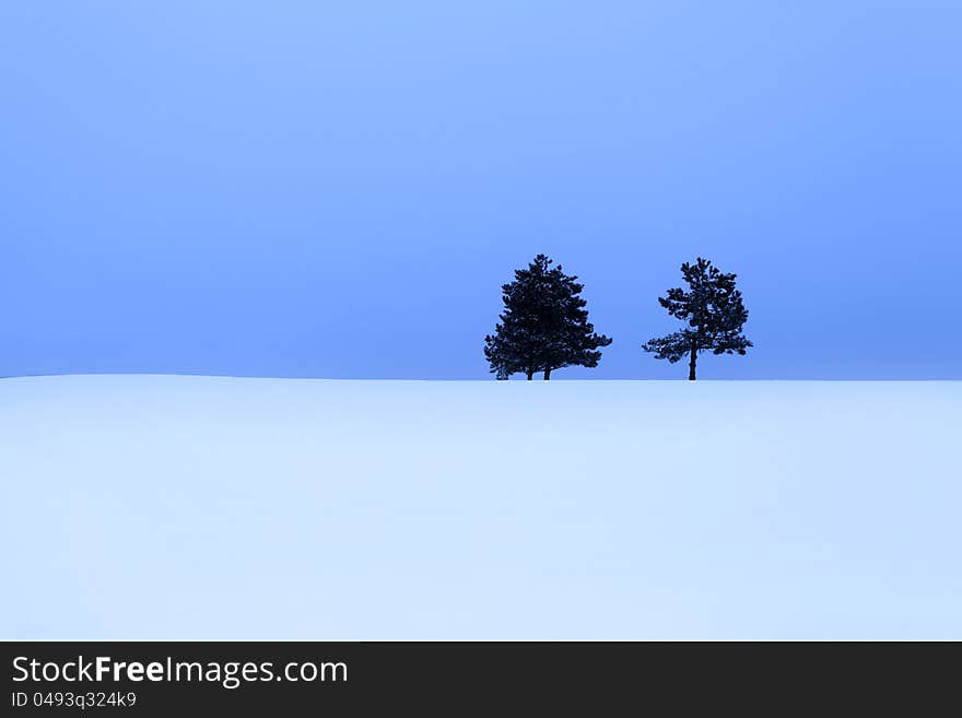 Two pine trees in the snow