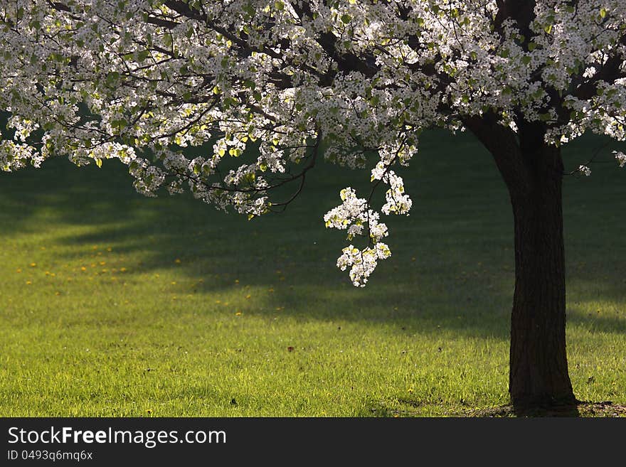 Close up shot of a blooming tree under evening su light. Close up shot of a blooming tree under evening su light