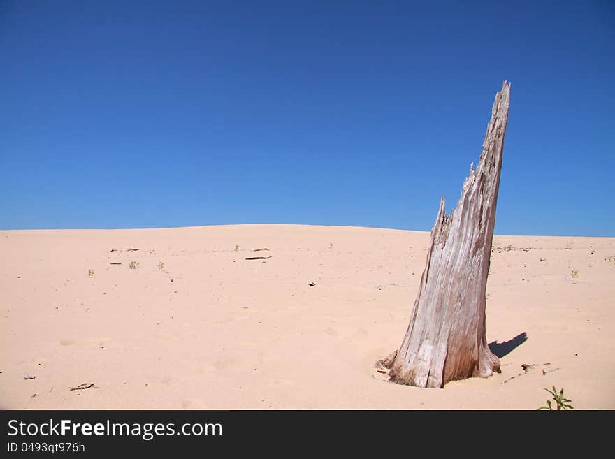 Tree carcase in the middle of dry sand dunes. Tree carcase in the middle of dry sand dunes