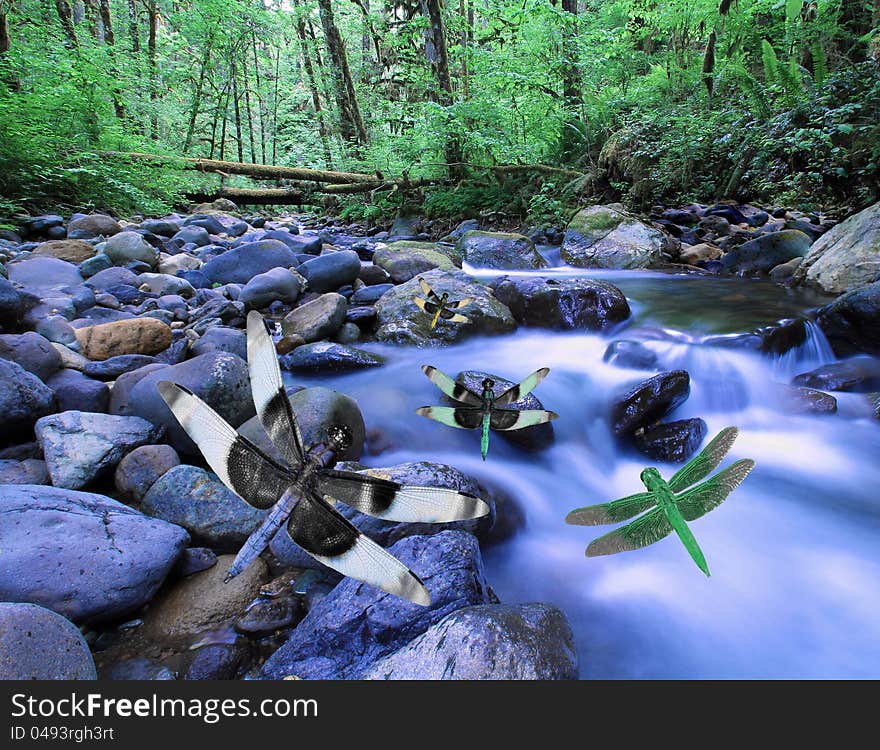 Dragonflies in flight above creek or mountain stream in deep woods. Dragonflies in flight above creek or mountain stream in deep woods