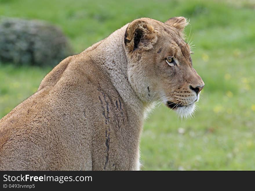 Female African lion or lioness in green grassy field. Female African lion or lioness in green grassy field