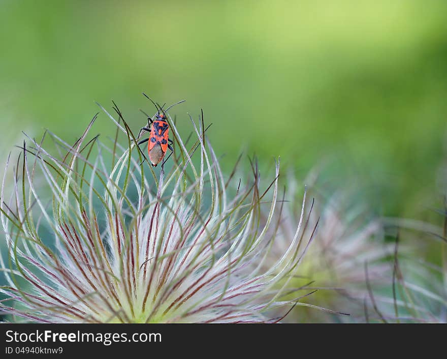 Red beetle