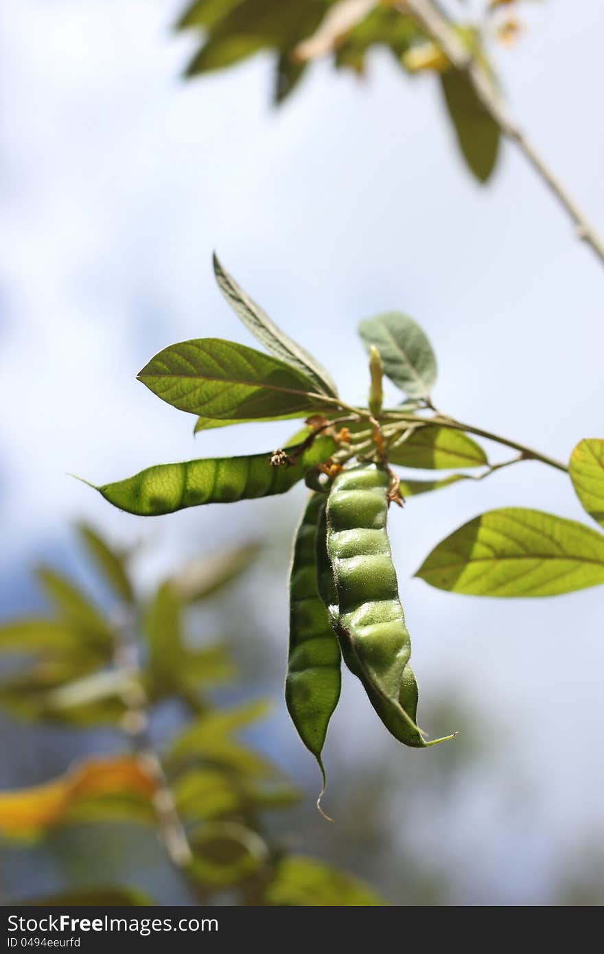 Green pigeon peas