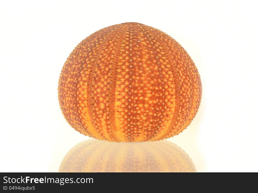 Sea urchin on white background