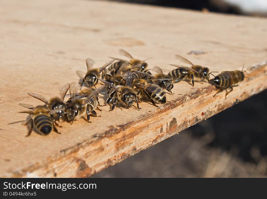 Air baths for young bees