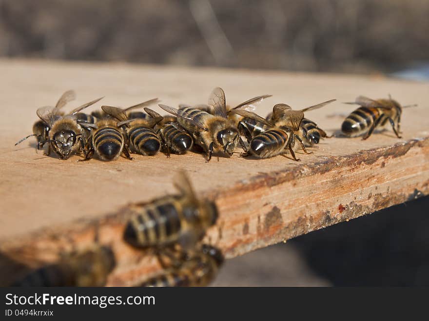 Air Baths For Young Bees