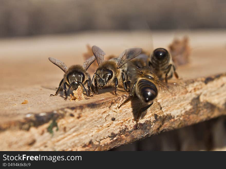 Air Baths For Young Bees