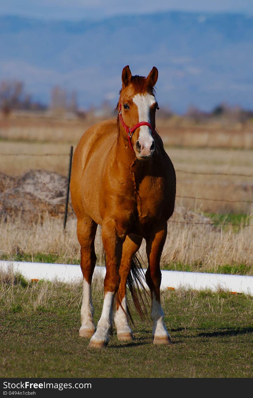 Chestnut Horse