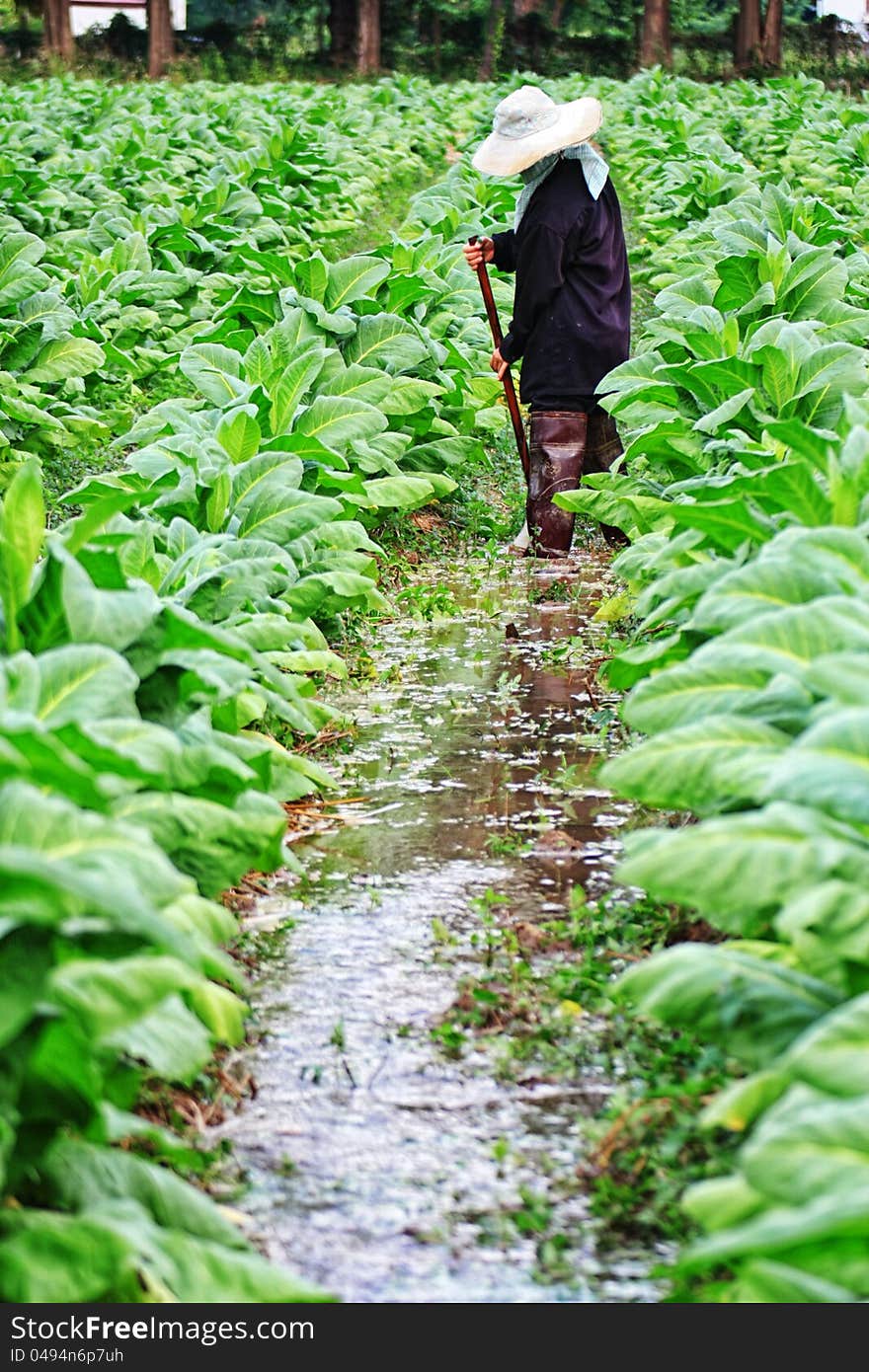 A woman and tobacco field