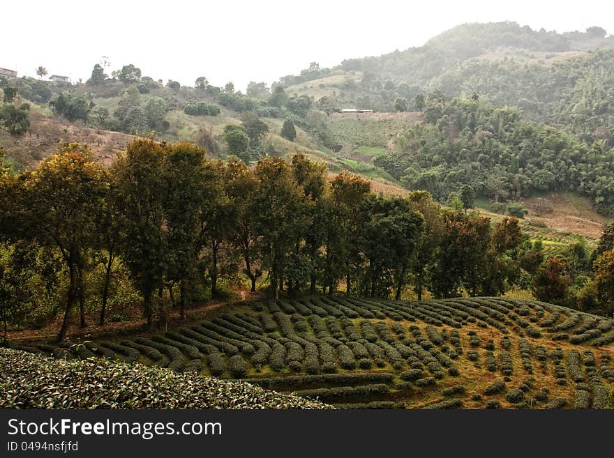 Tea field  and smoke