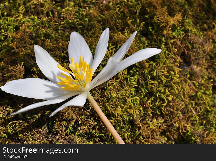 Flower of a bloodroot on a bed of moss