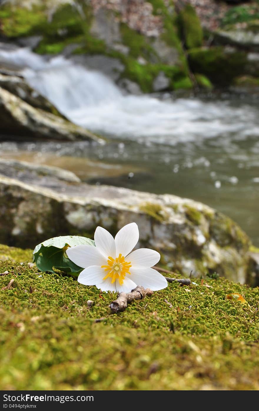 Flower of a bloodroot in front of a small waterfall