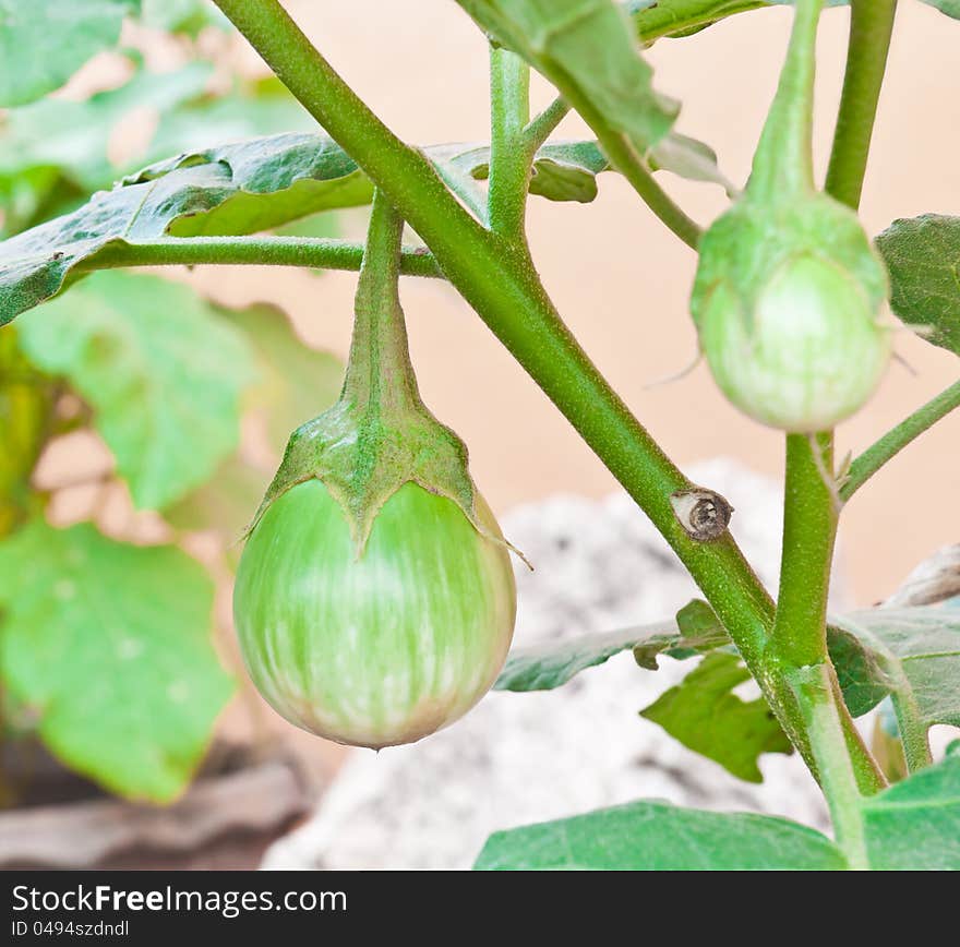 Green eggplant