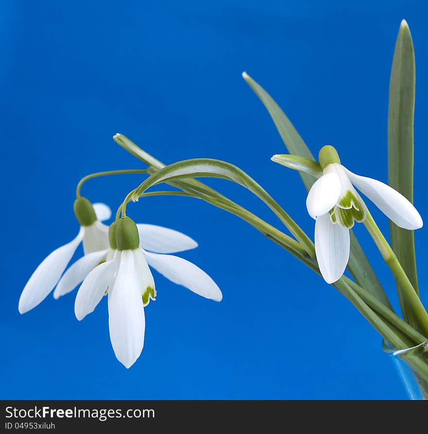 Snowdrops