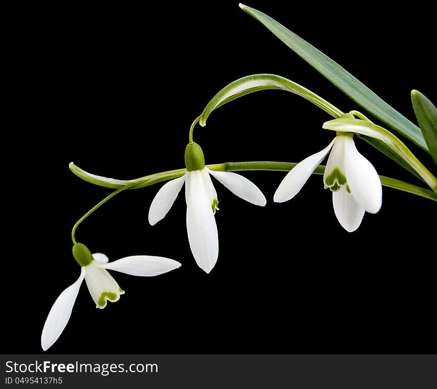 Snowdrops