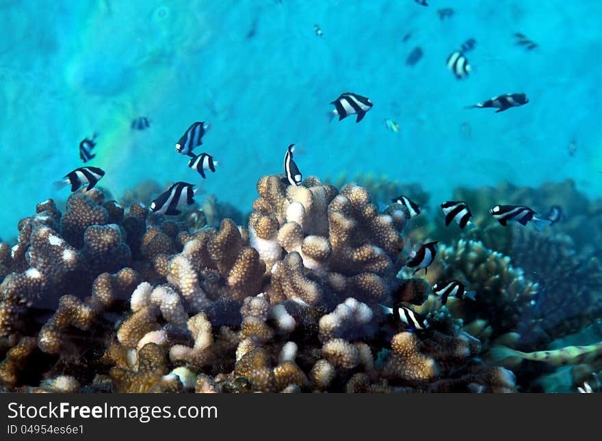 Underwater world at Maldives. Underwater world at Maldives.