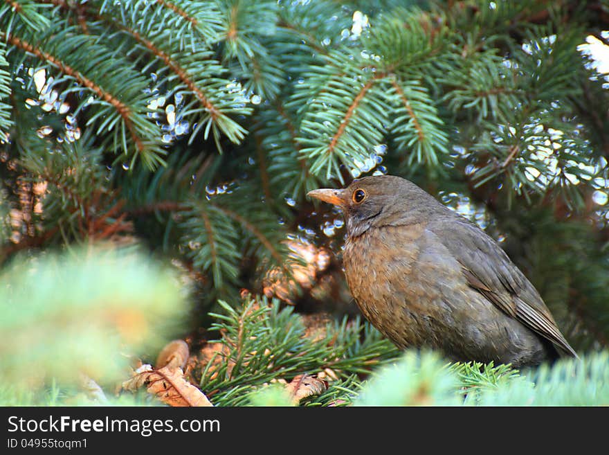 Brown bird in pin tree in Cluj-Napoca, Romania. Brown bird in pin tree in Cluj-Napoca, Romania