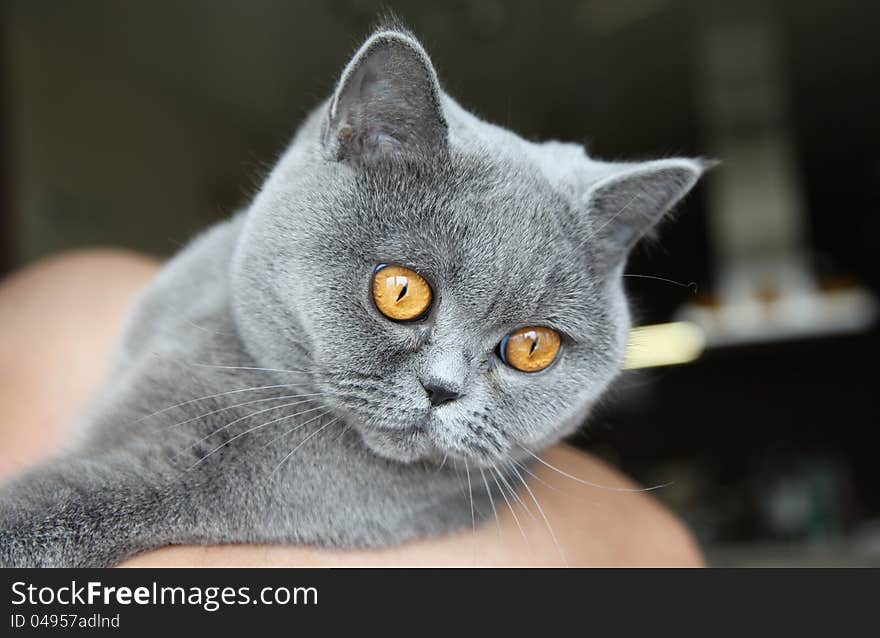 Cat breeds British Shorthair blue color