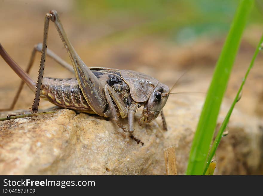 Grasshoppers high resolution macro close-up,