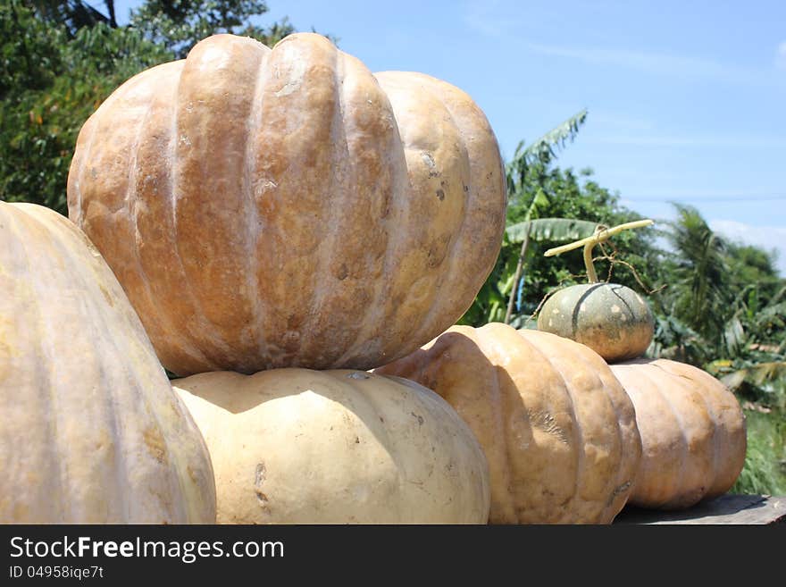 Pumpkin or squash, a fruit originally from America, crunchy, sweet and slightly sour taste. Pumpkin or squash, a fruit originally from America, crunchy, sweet and slightly sour taste.