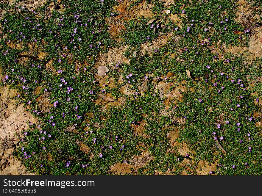 Moss Carpet