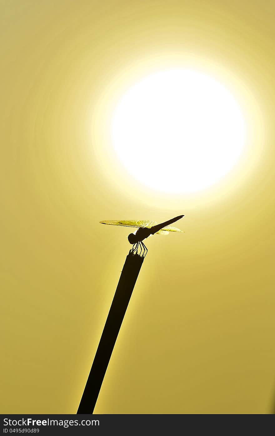 Silhouette dragonfly under the sun. Silhouette dragonfly under the sun