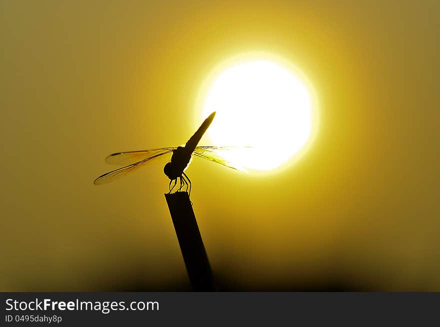 Silhouette Dragonfly