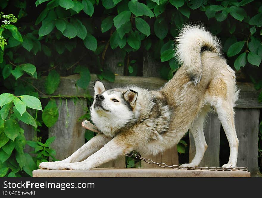 Yard dog sitting on a leash to a fence