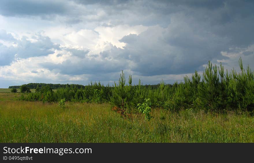 Beautiful landscape with young pines and dark clouds