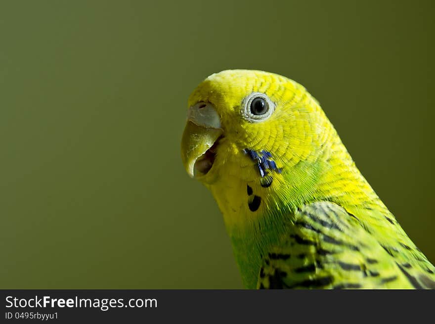 Budgerigar green and yellow against the background of light-green