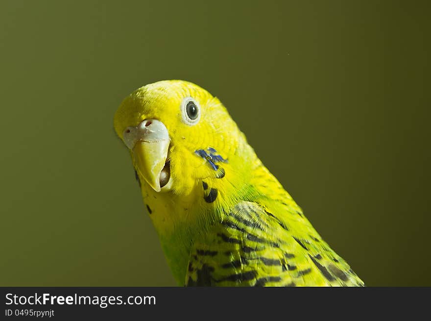 Budgerigar