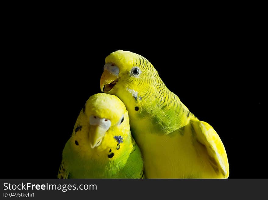 Two budgerigars green and yellow against the background of black