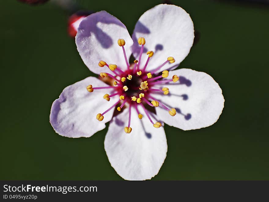 Lilac vernal flower on dark green background - macro shot. Lilac vernal flower on dark green background - macro shot.