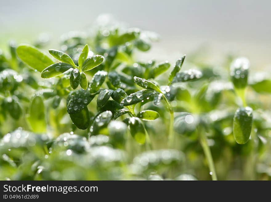 Watercress salad with a close-up under the rain drops