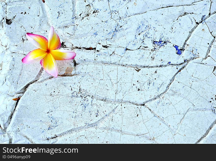 Colourful flower on the texture