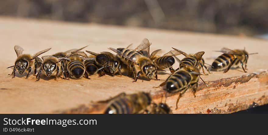 A pile of busy bees on close-up. A pile of busy bees on close-up.