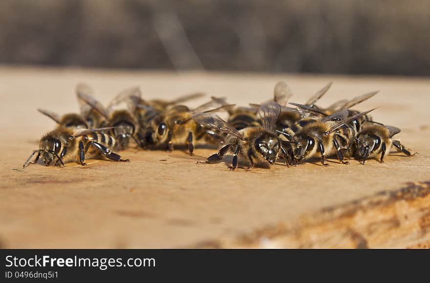 A pile of busy bees on close-up. A pile of busy bees on close-up.