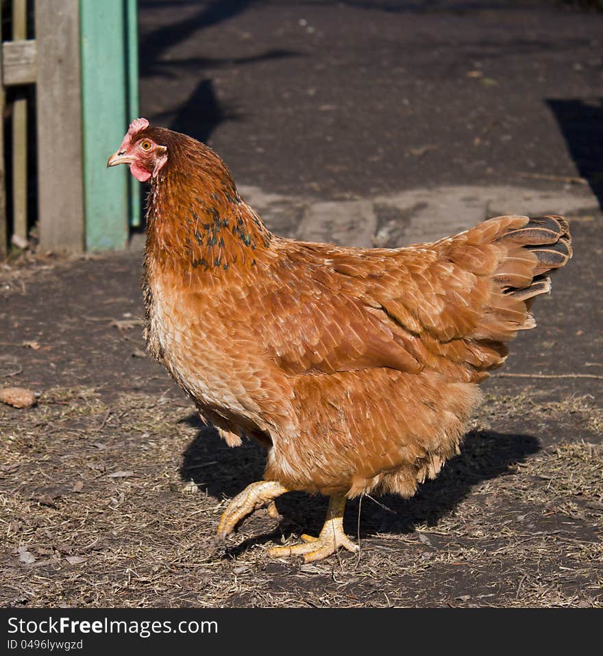 Browv male chicken walks to you on the ground. Browv male chicken walks to you on the ground