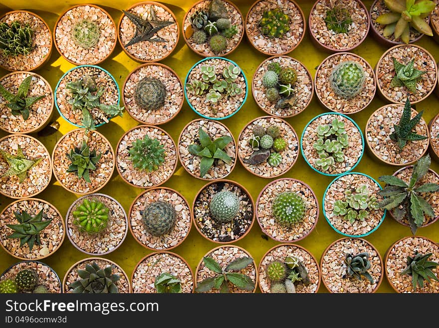 Federation of dwarf cactus in a pot. Federation of dwarf cactus in a pot.