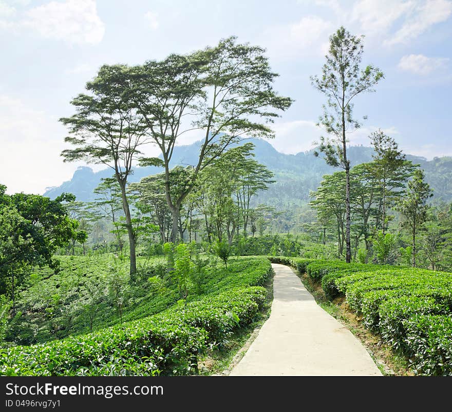 Tea plantation  in the mountains