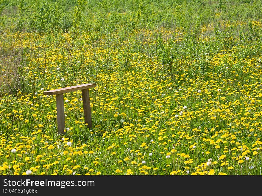 Wooden bench on the dandelions field